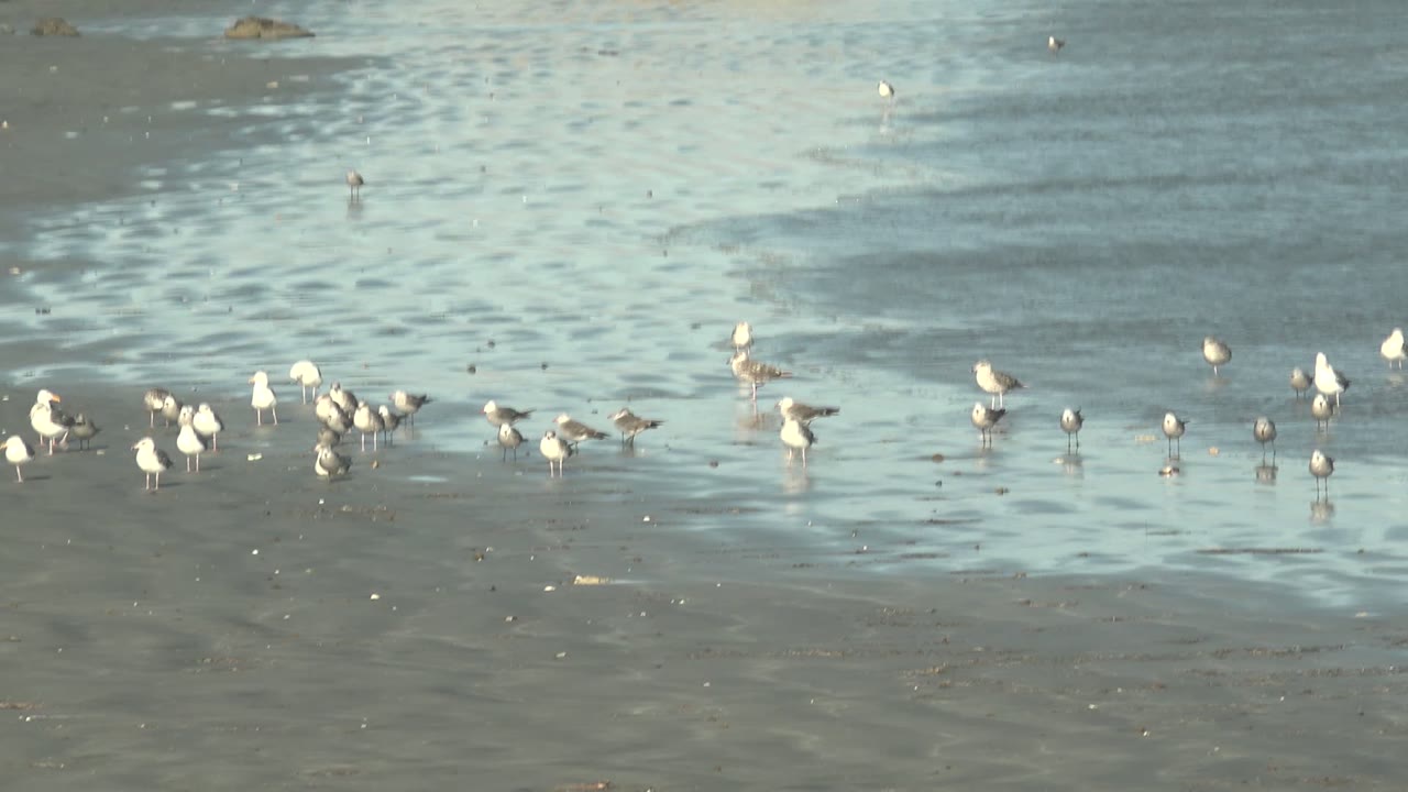 Shorebirds clustered along a reflective wet shoreline.