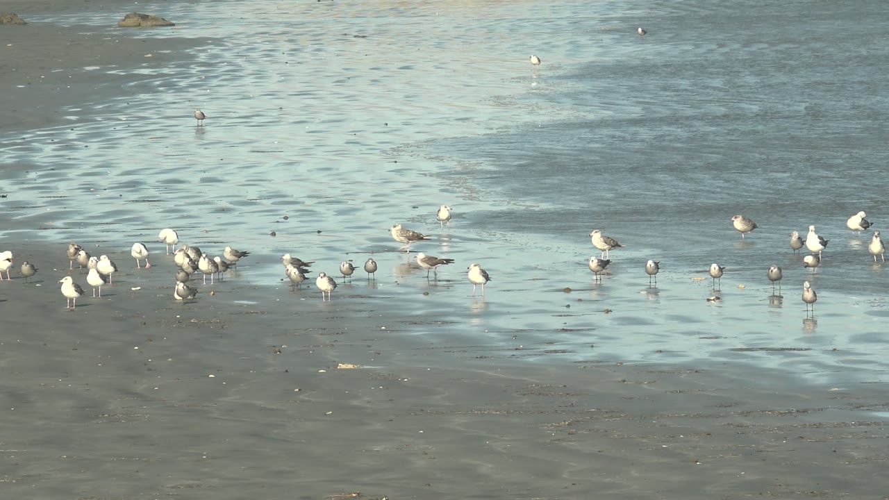 Small gulls and shorebirds wade and peck along the reflective shoreline at La Bocana, Baja California Sur, with no visible people.