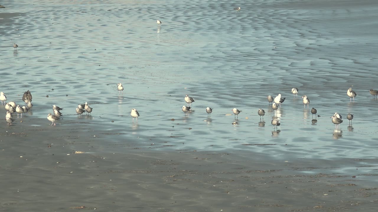 Wide frame of seabirds and gulls spread across wet sand and shallow water at La Bocana, Baja California Sur, with ripples behind them and no visible people.