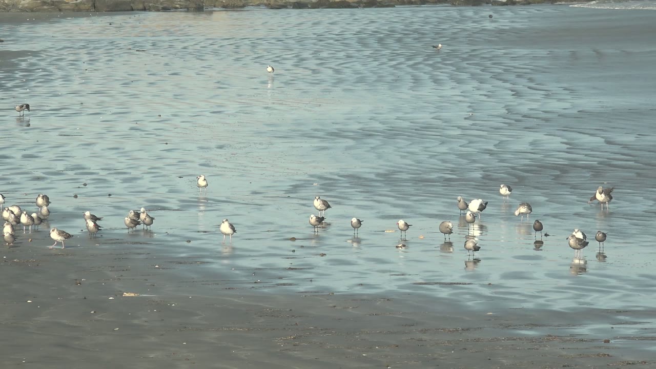Group of gulls and shorebirds foraging near wet sand