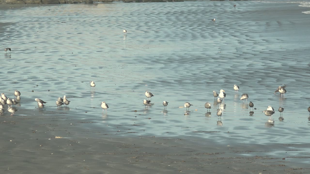 A wide view shows birds spaced across shallow blue-green coastal water at La Bocana, Baja California Sur, with low ripples and no visible people.