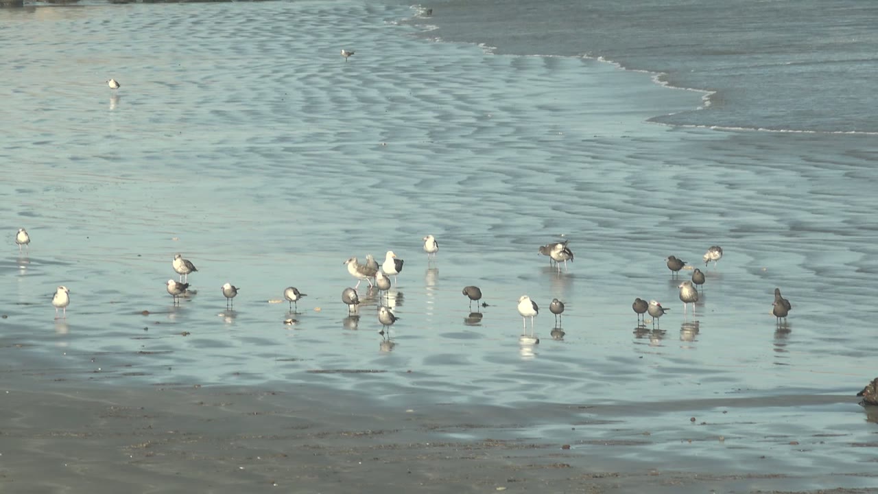 Wide view of seabirds spread across shallow reflective water and wet sand at La Bocana, Baja California Sur, with a low surf line behind them and no visible people.