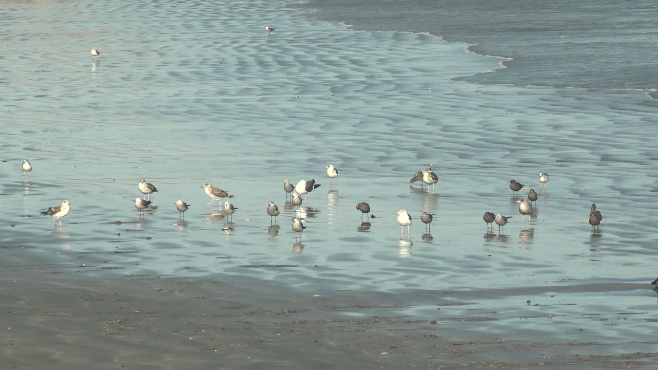 Scattered seabirds wading near rippled surf