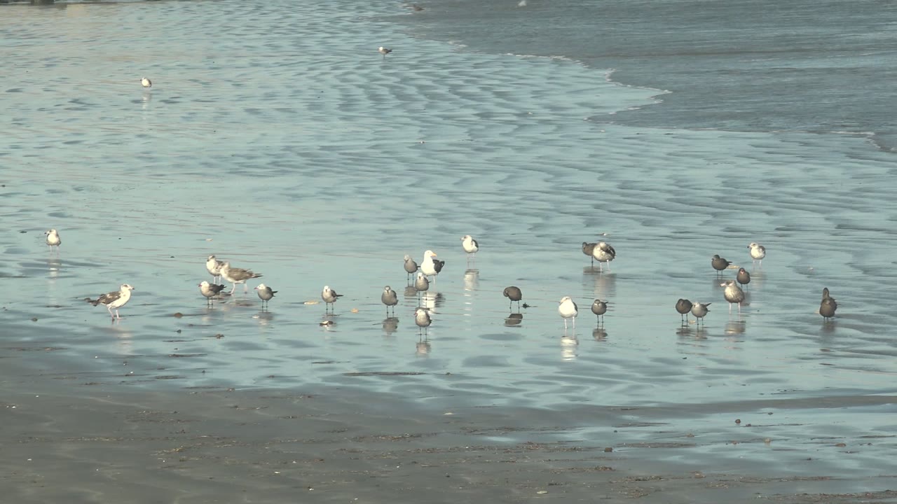 A loose line of seabirds stands across reflective wet sand at La Bocana while a narrow wave edge crosses the upper part of the frame, with no visible people.