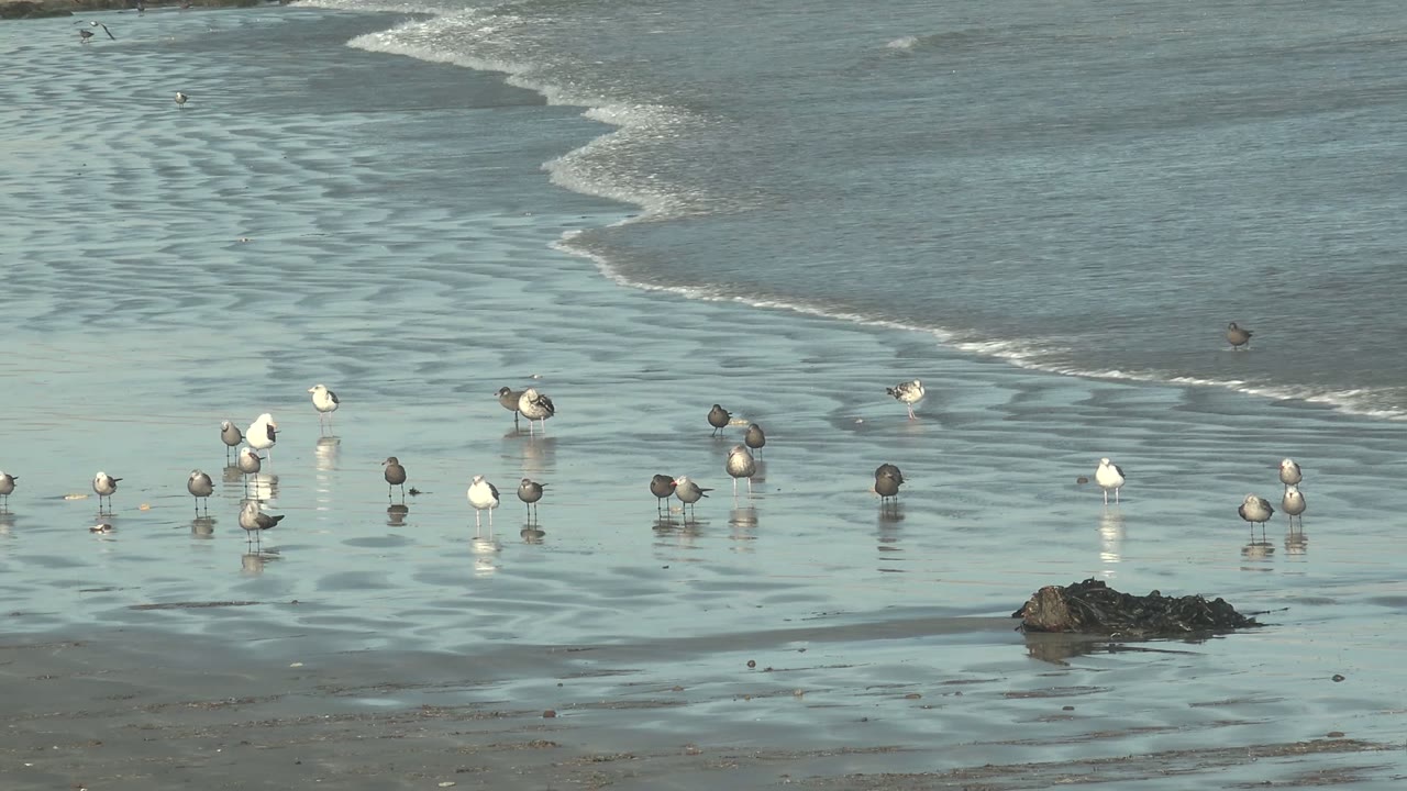 Seabirds stand across reflective wet sand at La Bocana, Baja California Sur, with a low wave line behind them and no visible people.