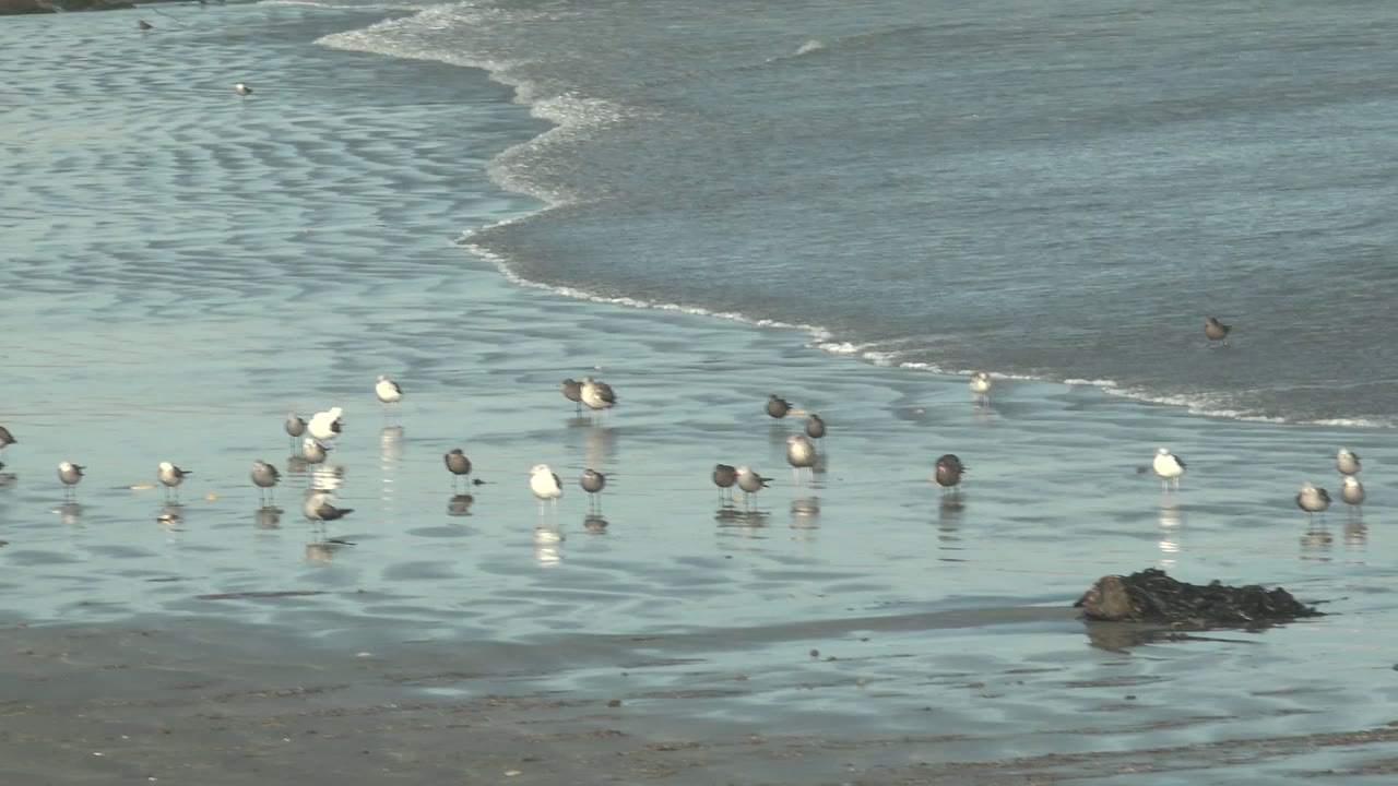 Flock of seabirds reflected in shallow water on the beach.