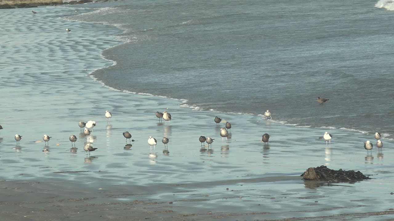 Seabirds stand in small groups on wet La Bocana beach sand, a dark rock sits in the lower frame, and shallow surf lies behind them with no visible people.
