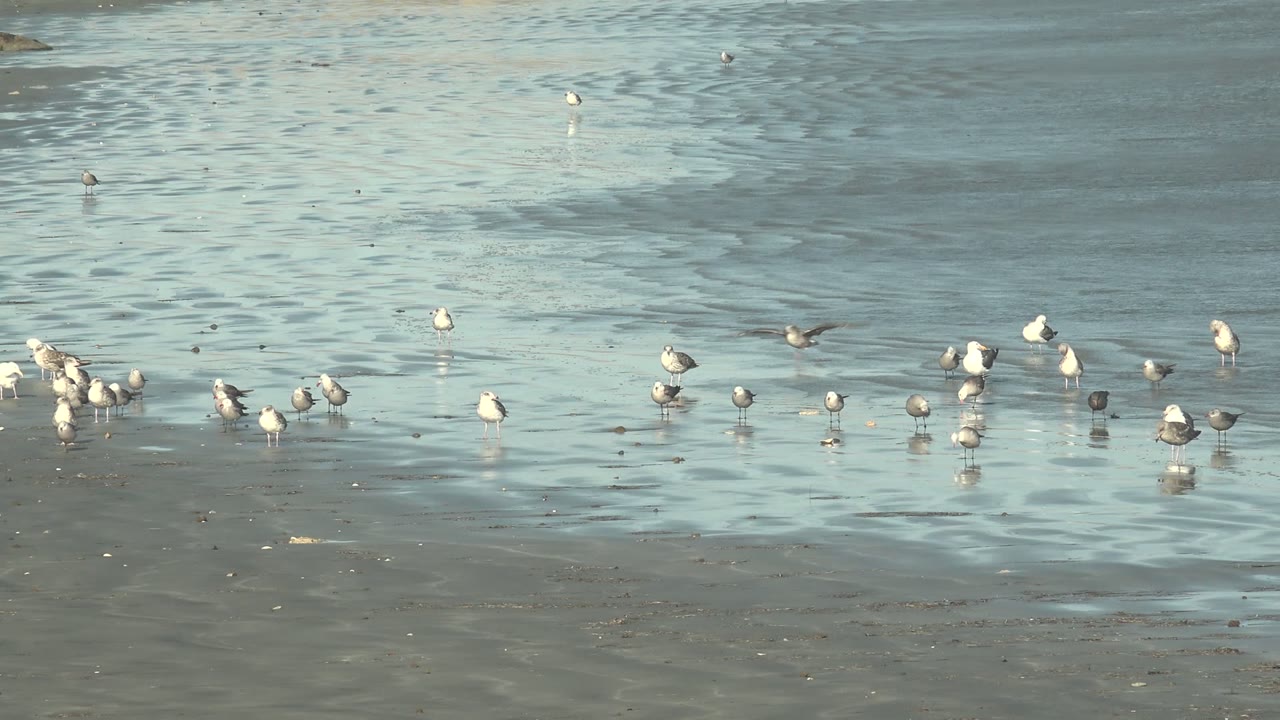 Wide view of seagulls scattered across shallow blue-gray water and wet sand at La Bocana, Baja California Sur, with no visible people.
