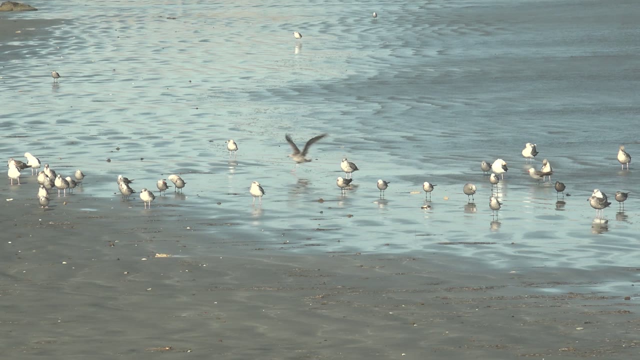Seagulls wading while one bird flies above the shallow water.