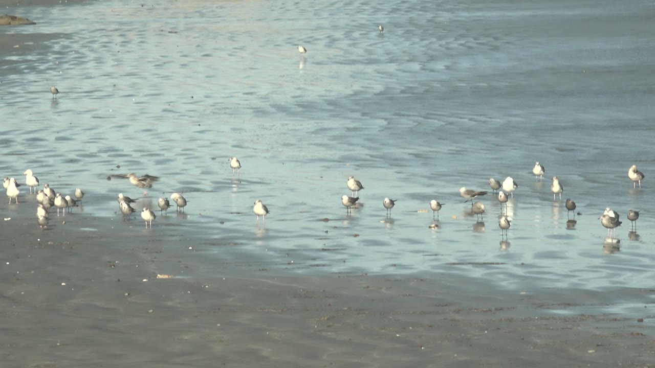 A wide shoreline frame shows scattered white and gray seagulls standing in shallow La Bocana water, with darker wet sand in the foreground and no visible people.