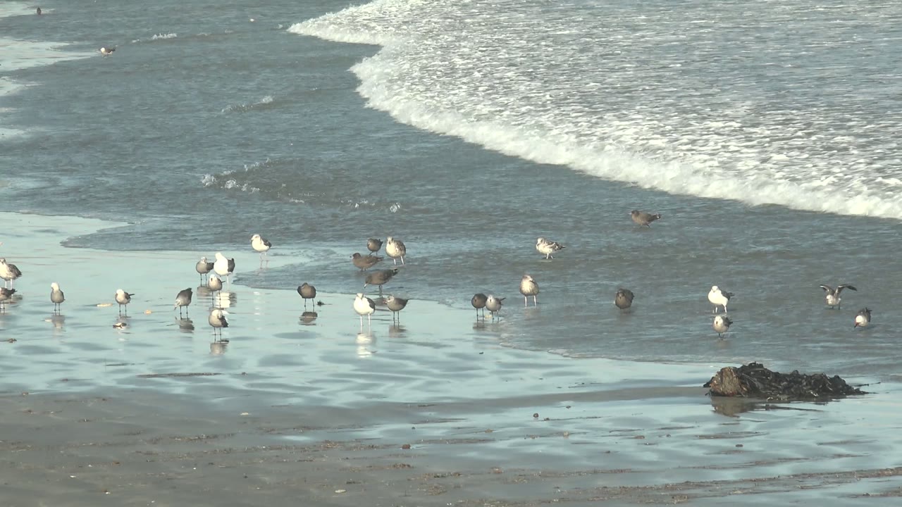 Seagulls and shorebirds stand across reflective wet sand at La Bocana, Baja California Sur, with white surf bands behind them and no visible people.