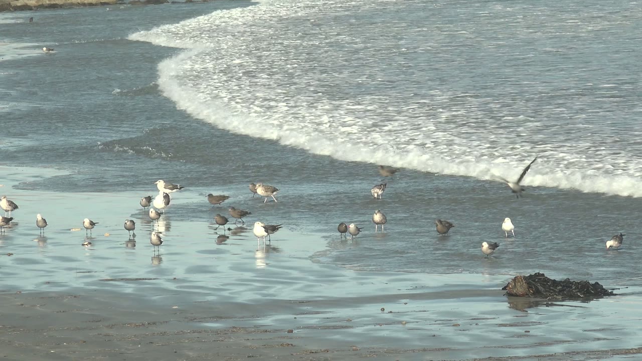 Shorebirds gathered on reflective sand as a wave breaks behind them.