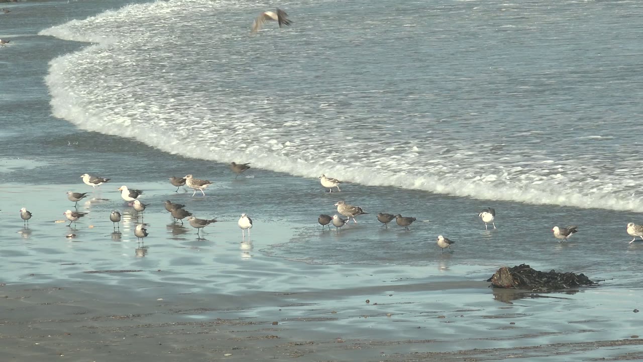 Seagulls are spaced across the wet shoreline at La Bocana, Baja California Sur, with a dark rock on the sand and rolling white water behind, and no visible people.