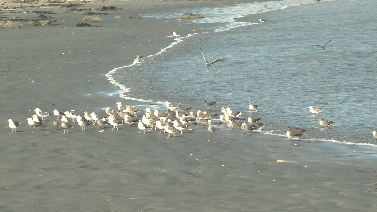 A flock of white and gray seagulls stands and walks on wet sand at the La Bocana shoreline, with a thin wave edge curving behind them and no visible people.