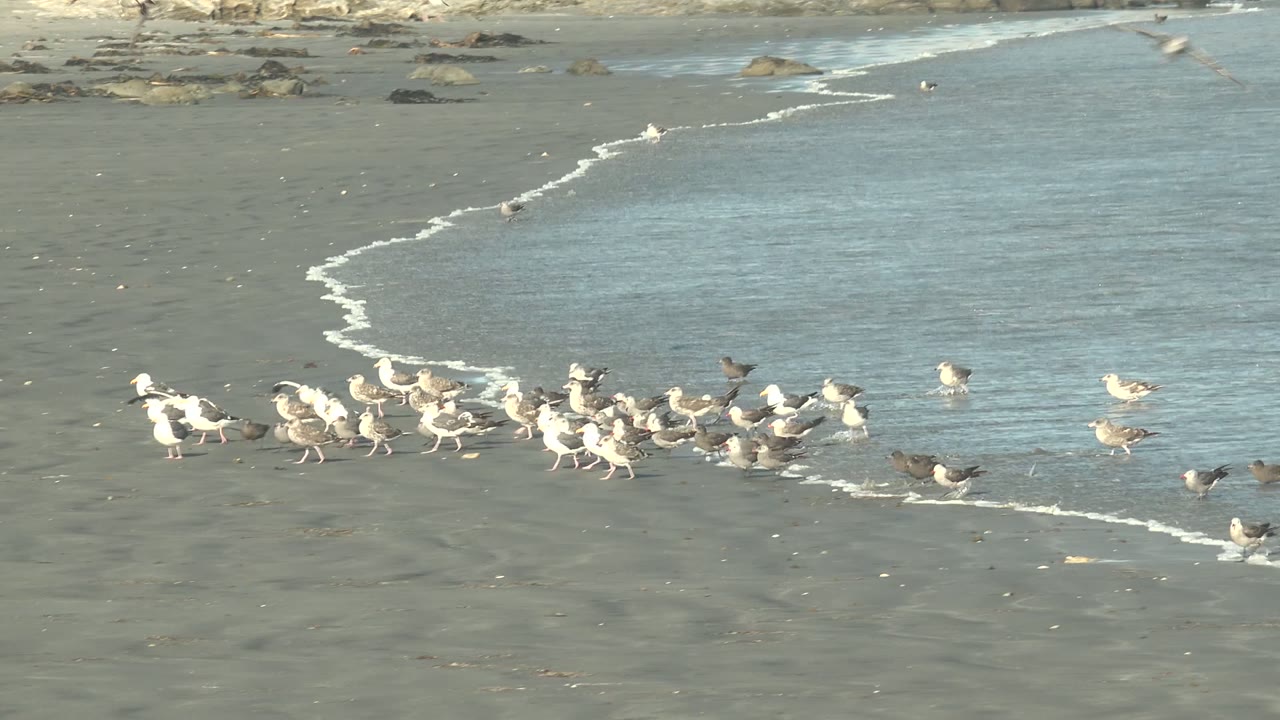 Flock of seagulls moving along the foamy shoreline.