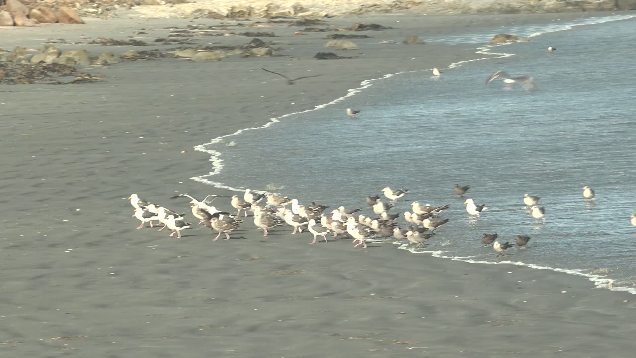 The flock stretches across the lower frame on the La Bocana beach, with a diagonal surf line, a few birds overhead, distant rocks, and no visible people.