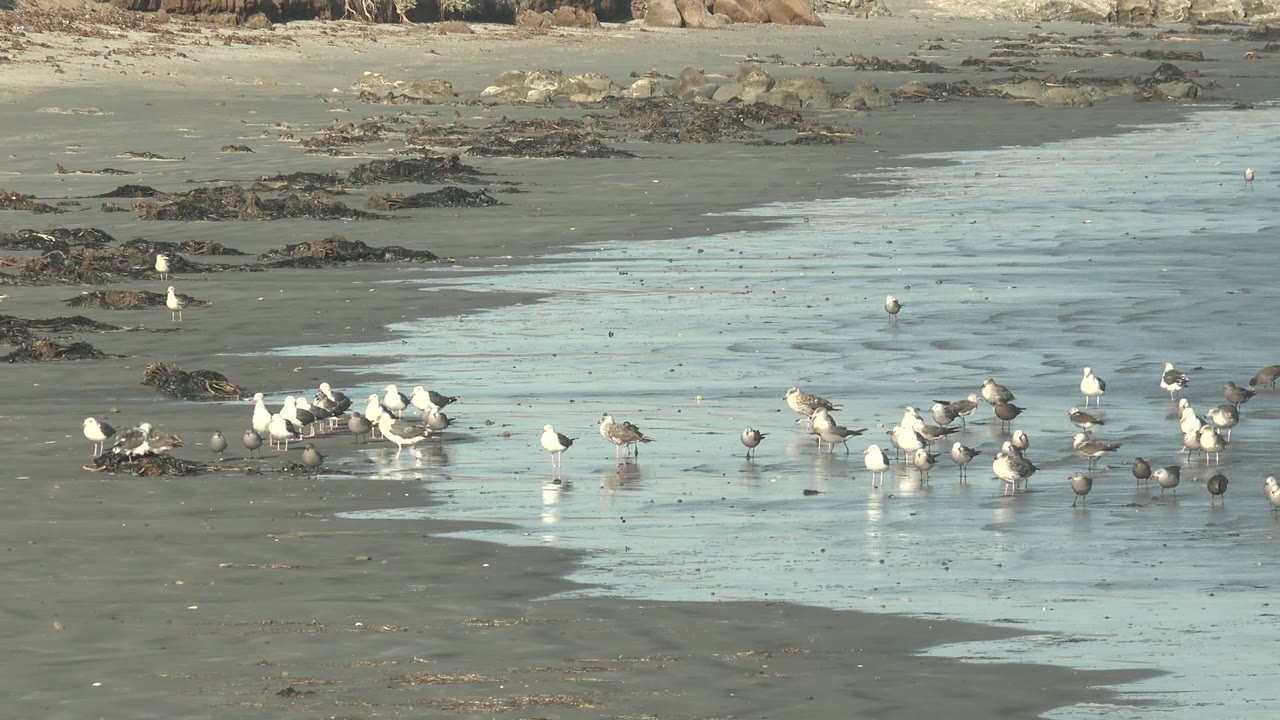At 0:00 in La Bocana, Baja California Sur, shorebirds and seagulls cluster along wet reflective sand with dark seaweed patches and no visible people.