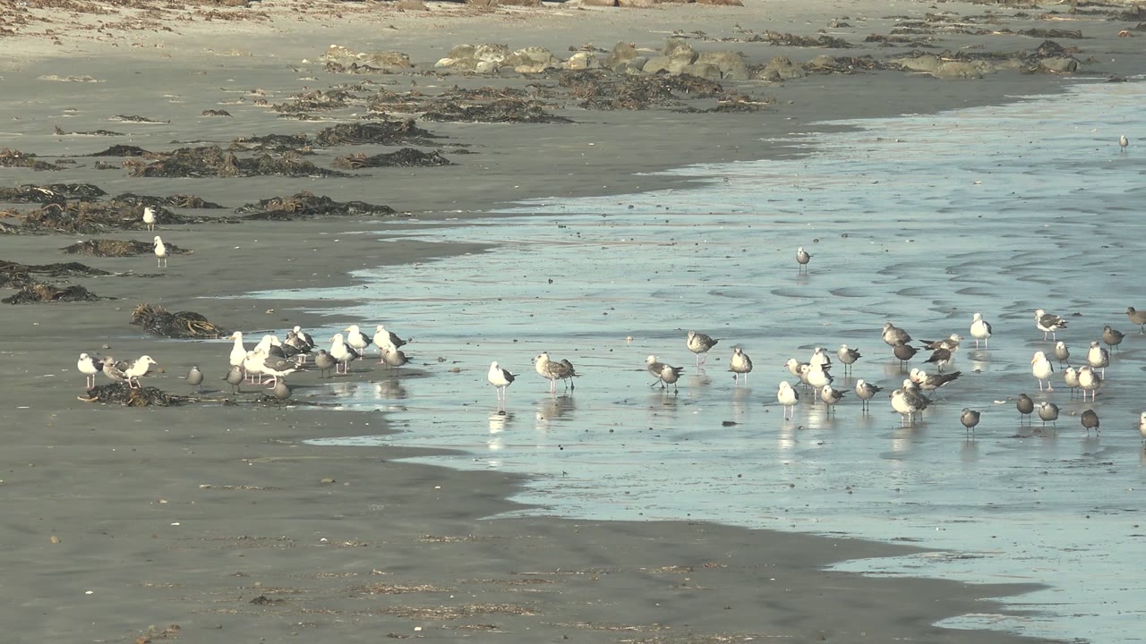Bird flock foraging beside a pale channel of shallow water on the beach.