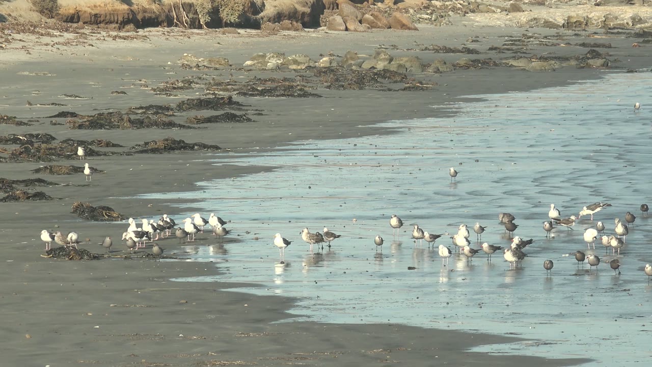 At 0:02 in La Bocana, Baja California Sur, white gulls and smaller gray shorebirds line the wet sand while shallow water reflects blue-green light and no visible people appear.