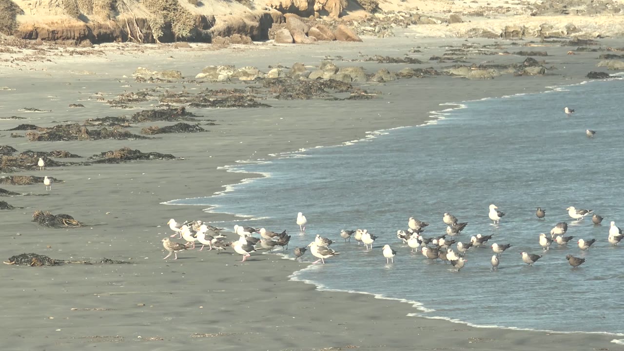 Seagulls and darker shorebirds cluster on wet sand at La Bocana as a thin wave curves in from the right, with rocks and a low cliff band behind them and no visible people.