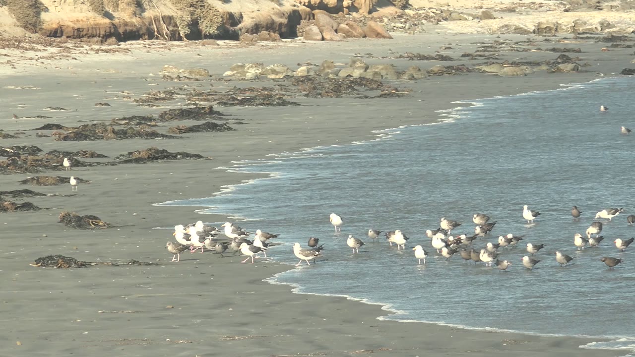 A wider spread of seagulls and smaller dark birds stands along the La Bocana tide line while the blue-gray water pushes farther across the sand, with no visible people.