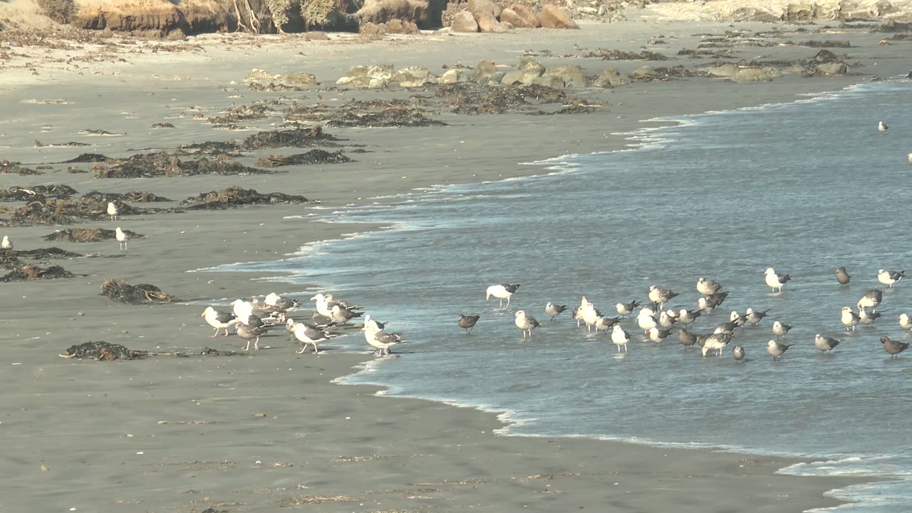 Seagulls and dark shorebirds remain near the La Bocana surf as the water arcs diagonally across the frame, with exposed rocks and pale coastal bluff in the background and no visible people.