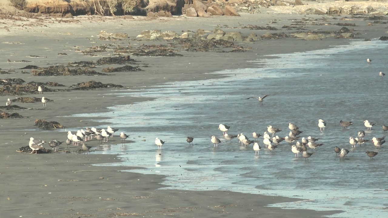 At La Bocana, Baja California Sur, a cluster of white and gray seabirds stands on reflective wet sand with seaweed patches and low rocks behind them, with no visible people.