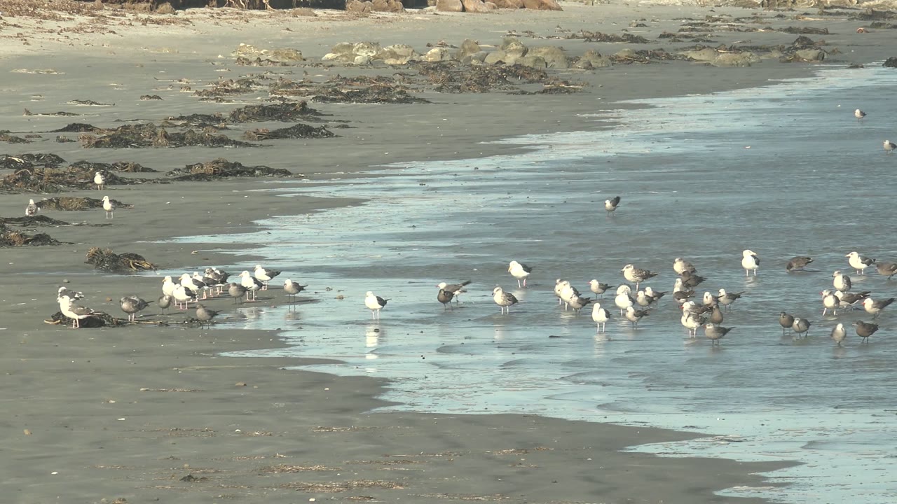 Seabirds wading in shallow reflective water on a sandy beach.