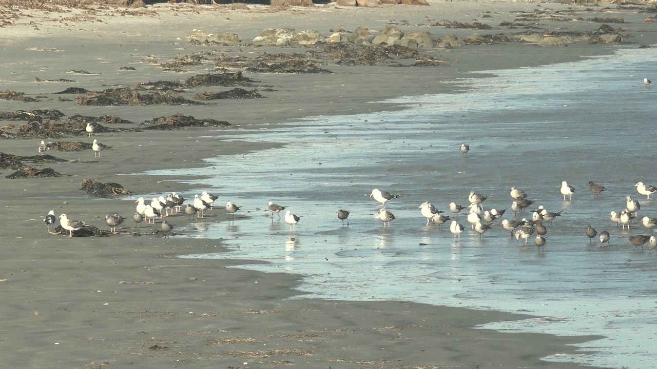 At La Bocana, Baja California Sur, the flock is spread across wet sand and pale water, with a few birds separated from the main group near the seaweed-streaked background and no visible people.