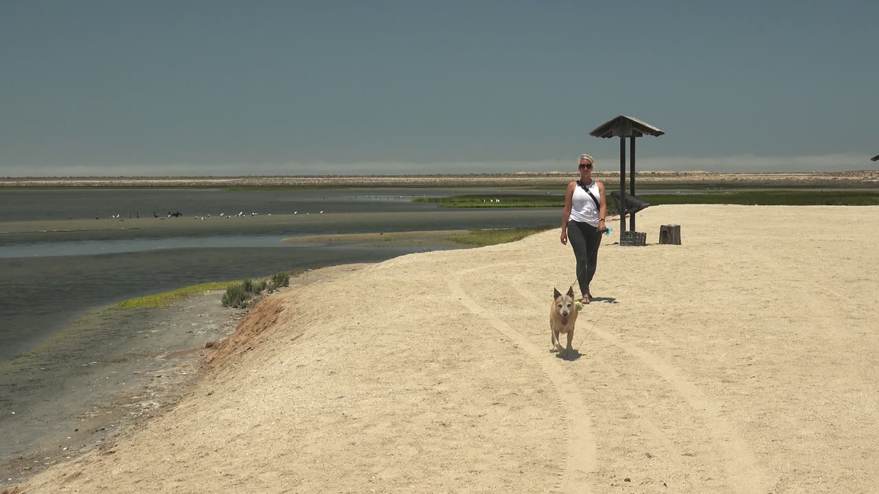 Dog leads woman along sandy path near water