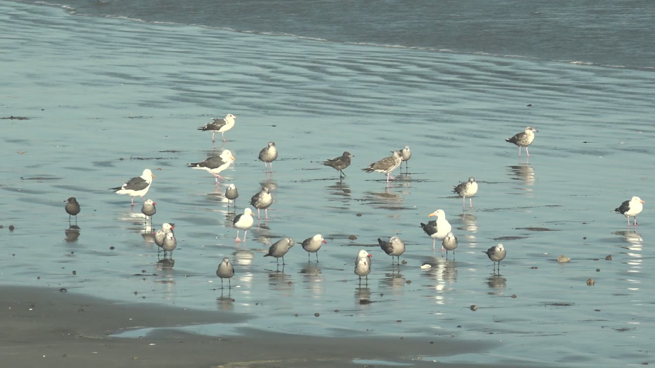 At 0:00, a scattered flock of seagulls stands in shallow reflective water at La Bocana, Baja California Sur, with dark sandbars behind them and no visible people.