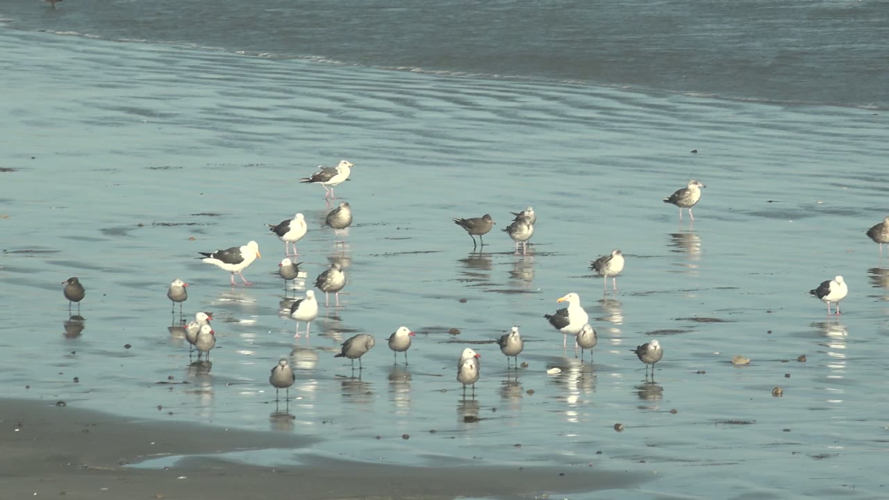 Flock of seagulls clustered across reflective beach shallows.