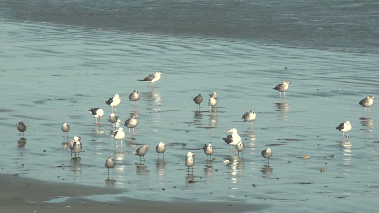At 0:02, seagulls wade and stand on the tidal flat at La Bocana, while calm rippled water fills the background and no visible people appear.