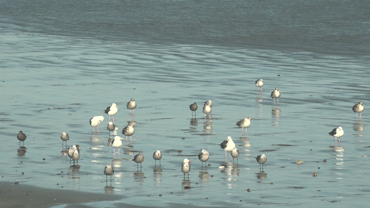 Seagulls stand in shallow reflective water at La Bocana, Baja California Sur, with ripples in the background and no visible people.