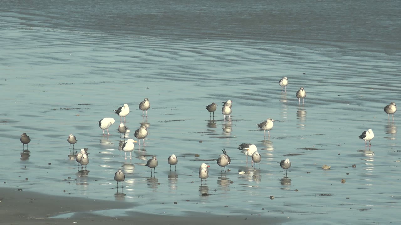 A clustered group of white and gray seagulls stands on wet sand and shallow water at La Bocana, with their reflections visible and no visible people.