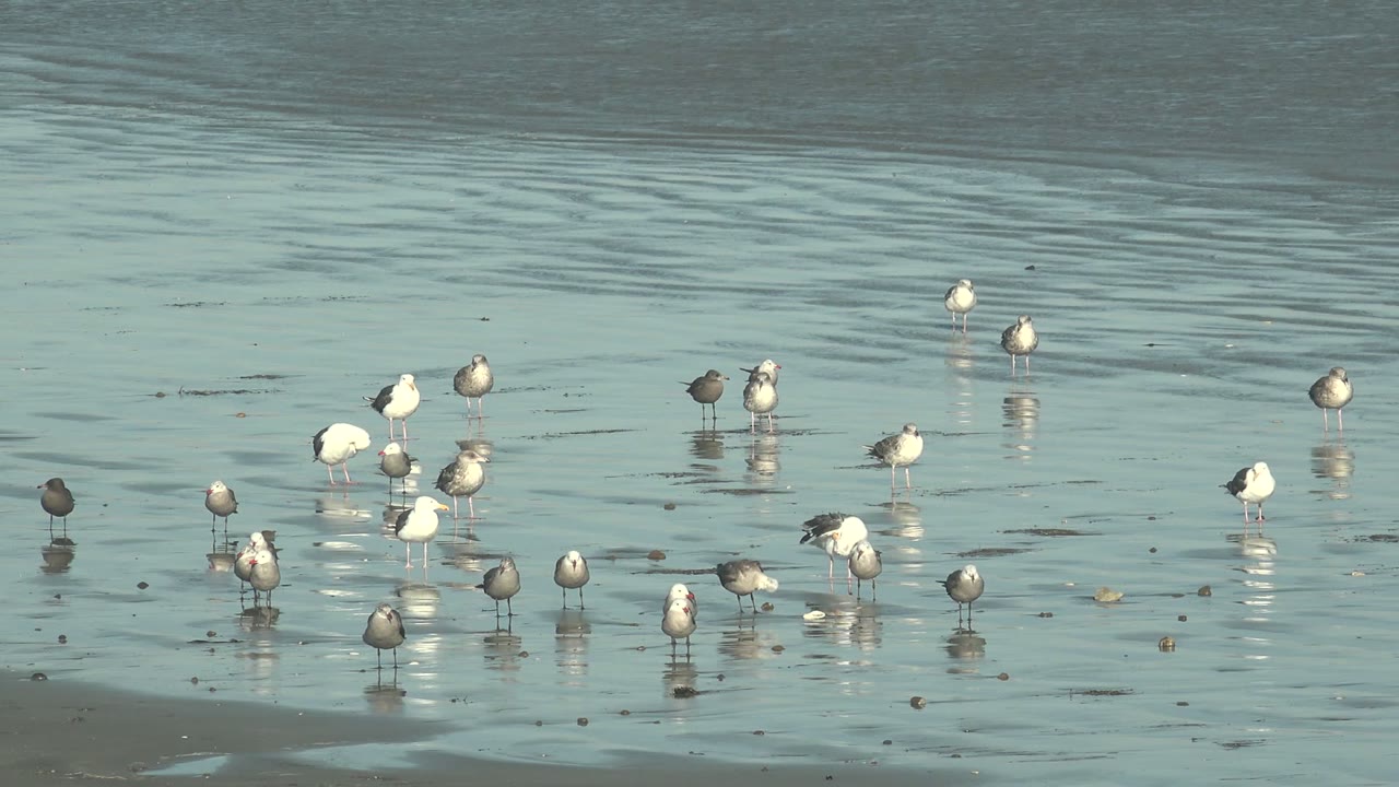 Scattered seagulls wade and stand in blue-green shallows at La Bocana, Baja California Sur, with open water ripples behind them and no visible people.