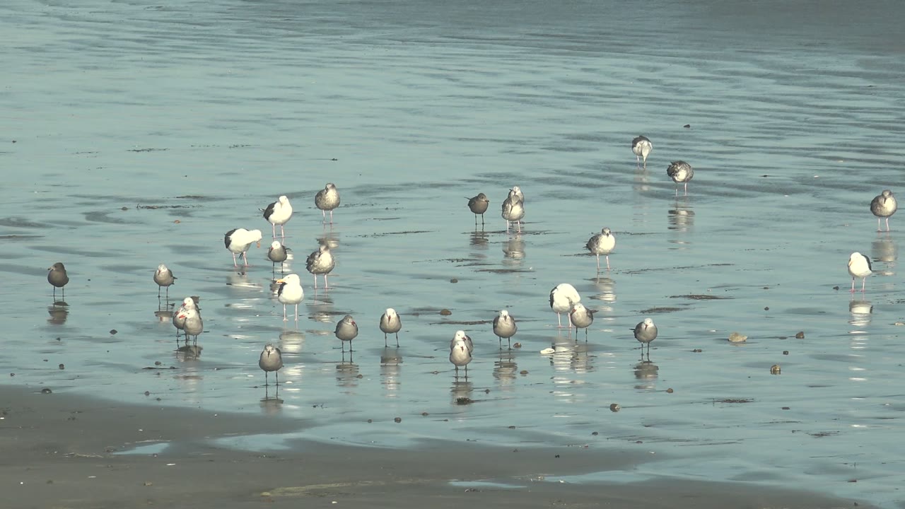Seagulls stand in shallow reflective water on a beach in La Bocana, Baja California Sur, with ripples behind them and no visible people.