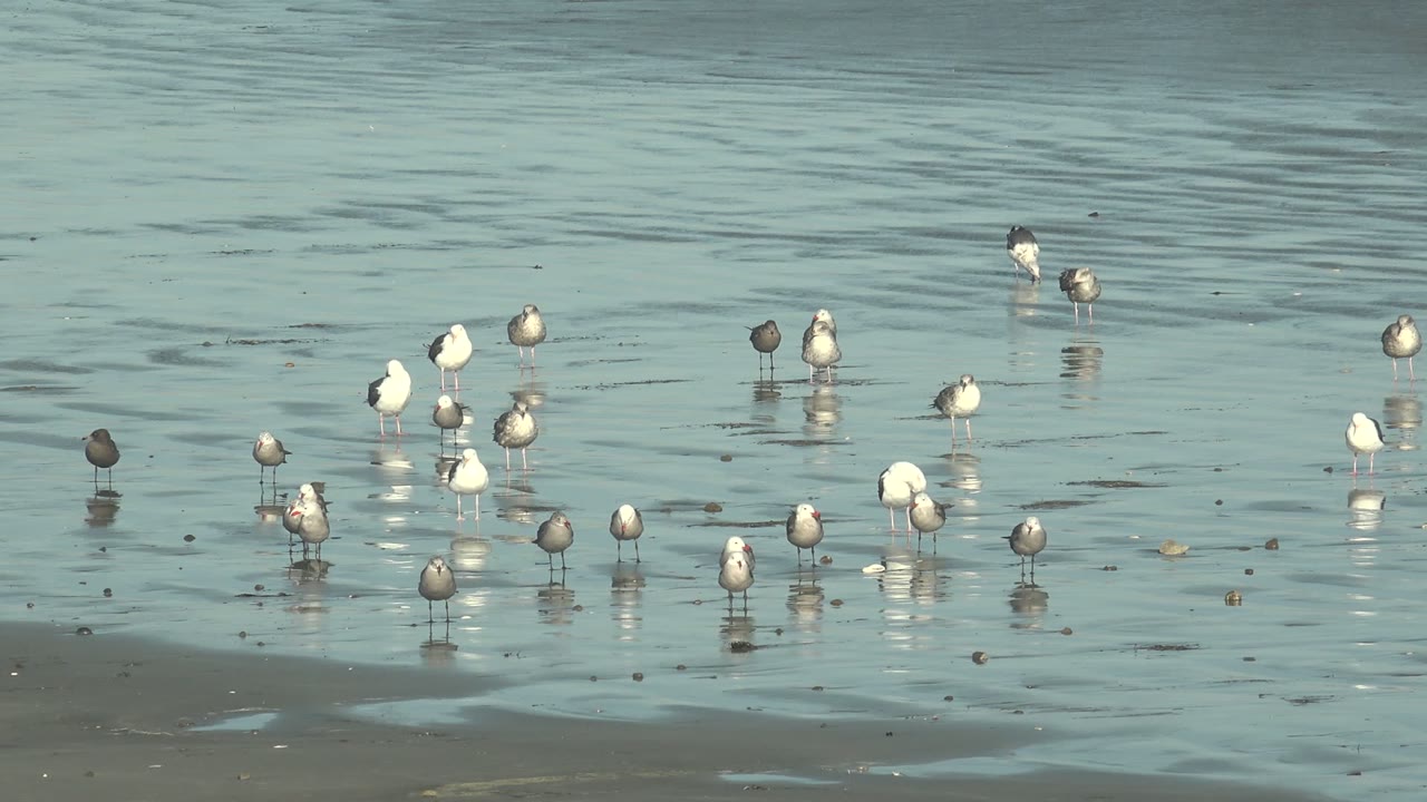 Clustered seagulls reflected in shallow beach water.