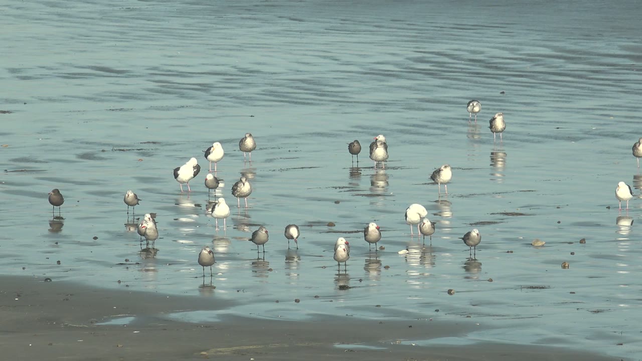 Seagulls are spaced across wet sand and shallow water in La Bocana, including several white birds near center and darker birds around them, with no visible people.