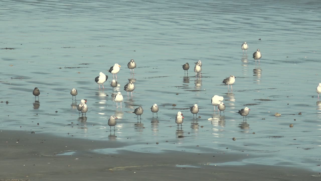 Several seagulls stand spread across shallow water and wet sand in La Bocana, Baja California Sur, Mexico, with soft reflections beneath them and no visible people.