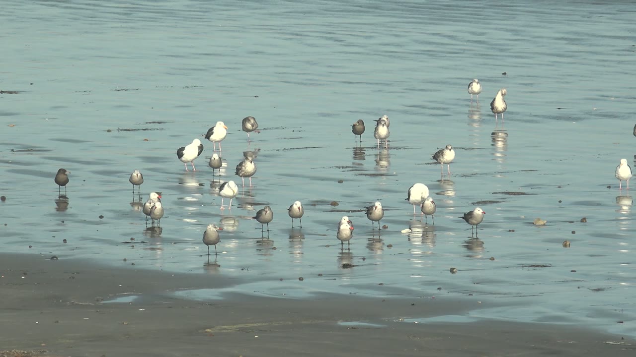 Shorebirds gathered in shallow water with ripples behind them.