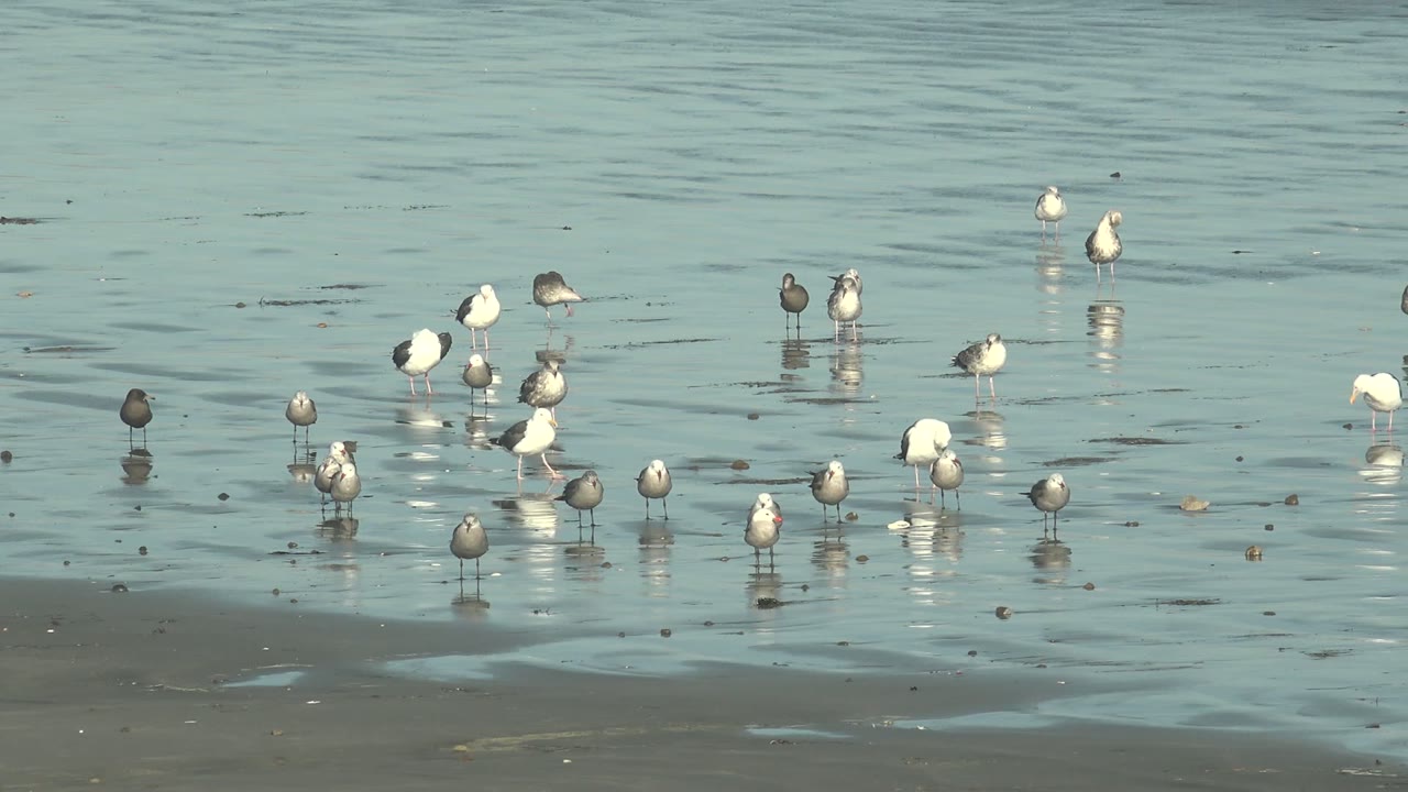 Seagulls cluster near the center and right of the frame in calm blue-green shallows at La Bocana, with mirrored legs and bodies on the wet surface and no visible people.