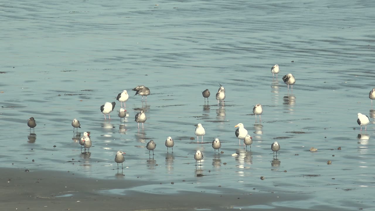 Seagulls stand in scattered groups on wet sand at La Bocana, Baja California Sur, with blue-green shallow water and no visible people.
