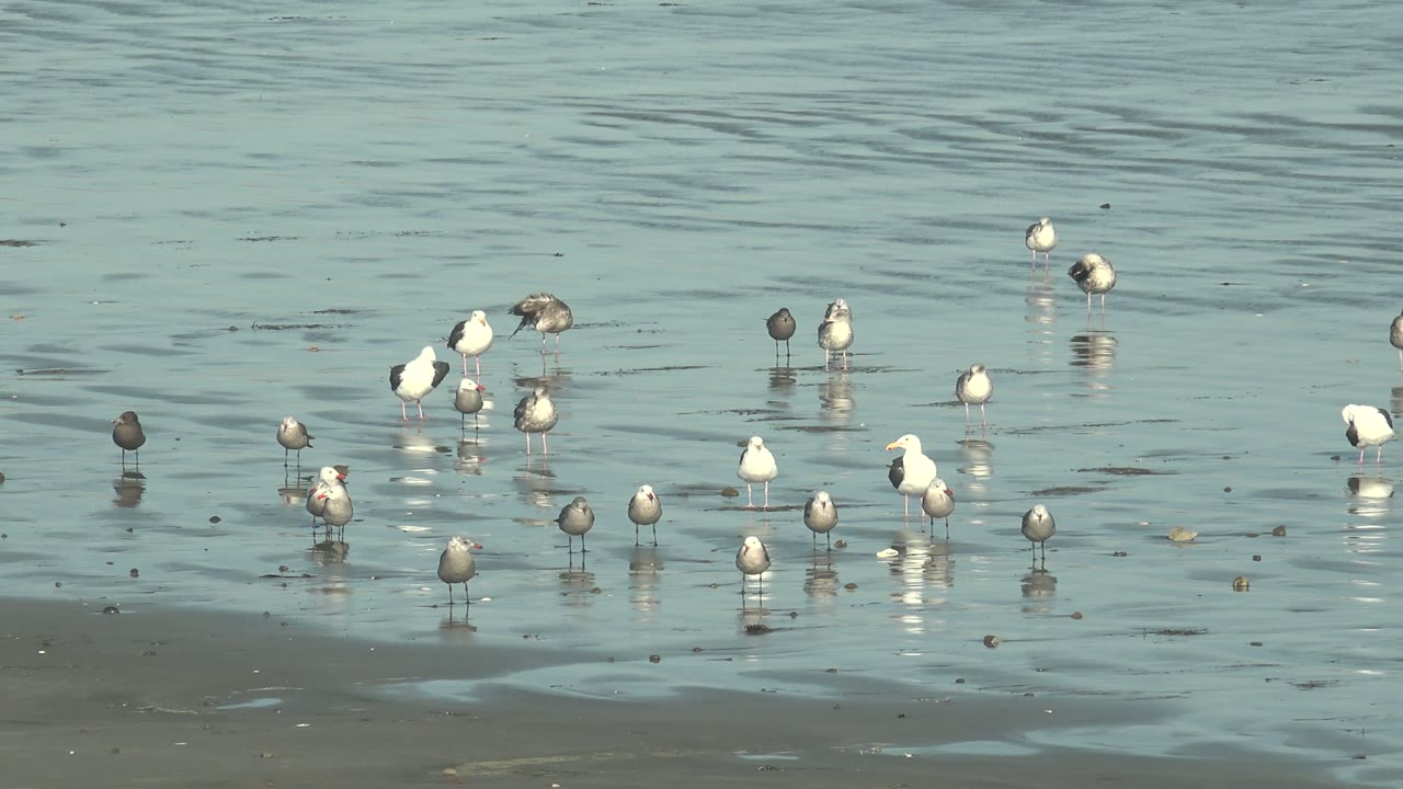 Clustered seagulls reflected in calm shallow water.