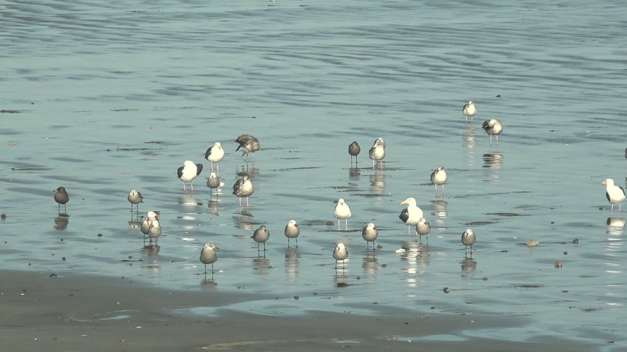 Seagulls stand near the waterline in La Bocana, Baja California Sur, with rippled water behind them and no visible people in the frame.