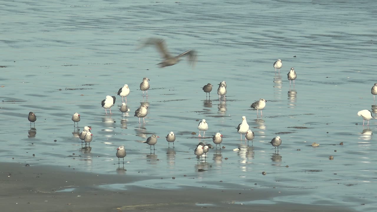A cluster of seagulls stands in shallow reflective water at La Bocana, Baja California Sur, with one blurred bird crossing the upper left and no visible people.