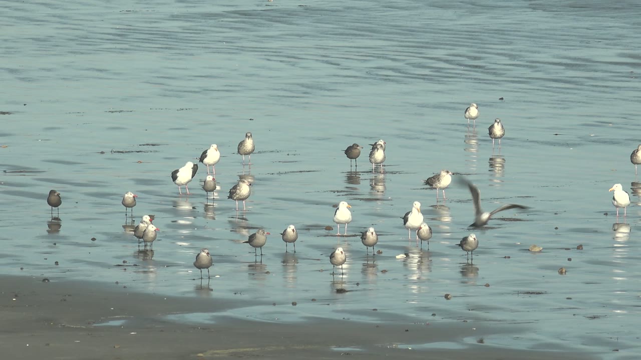 Seagulls wading on wet sand with reflections
