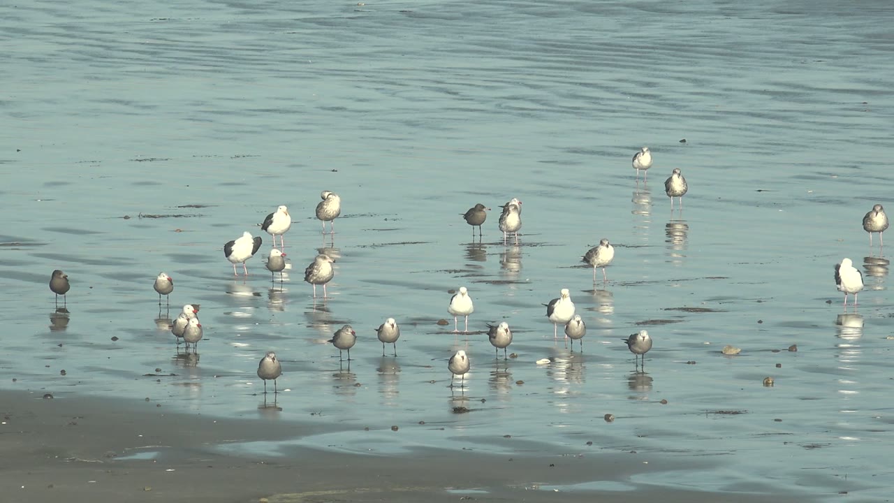A gull flies low near the right side while the rest of the flock stands in shallow reflective water at La Bocana, Baja California Sur, with no visible people.