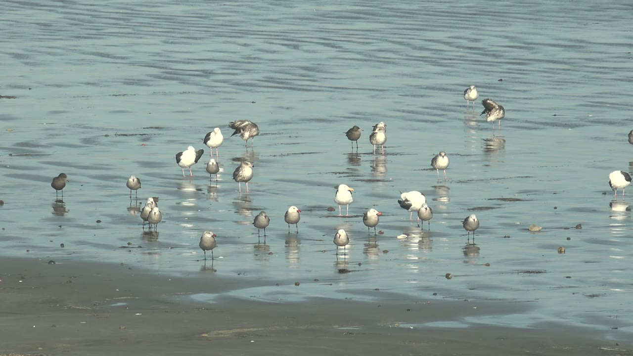 Seagulls and a few darker shorebirds stand across shallow water and wet sand in La Bocana, Baja California Sur, with soft reflections and no visible people.