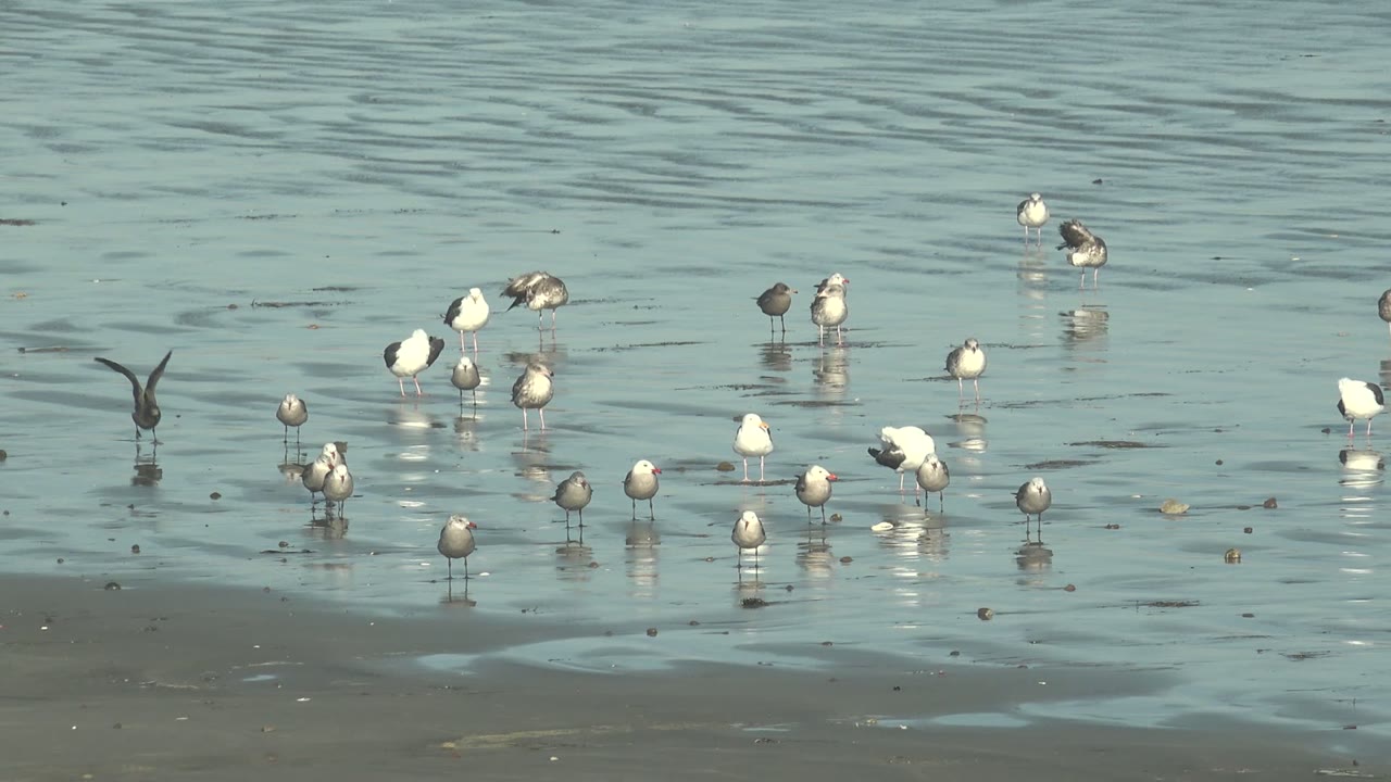 Cluster of gulls wading while one dark bird lifts off nearby.